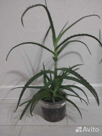 Алоэ столетник