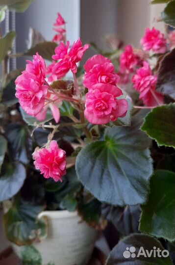 Бегония вечноцветущая, махровая