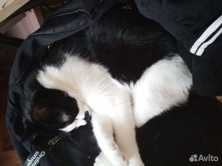 Кот кайфалов