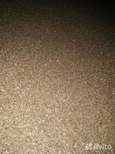 Зерно пшеница