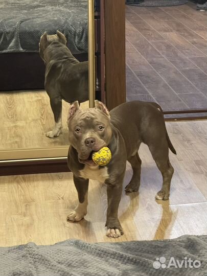 Вязка собак американский булли