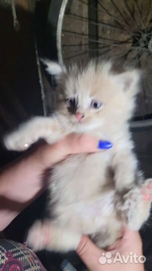 Котята девчушки бесплатно