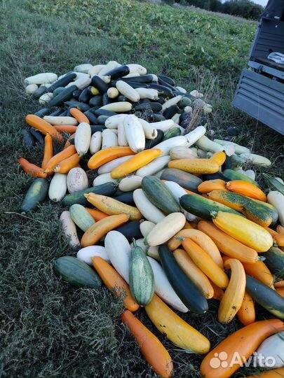 Кабачки на корм