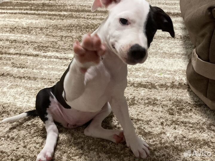 Питбультерьер девочка