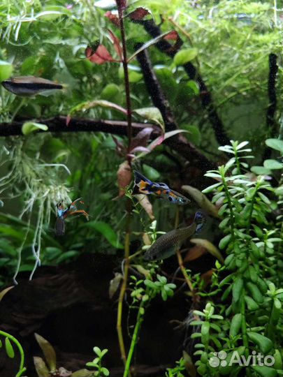 Гуппи Эдлера