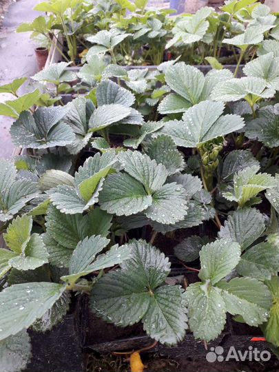 Рассада клубники 20 сортов