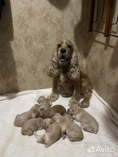 Английский Кокер спаниель