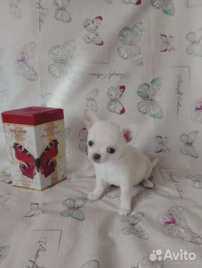 Щенки чихуахуа большой выбор окрасов