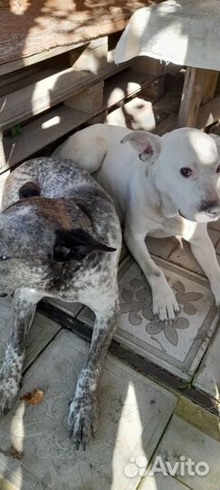 Собака в добрые руки даром