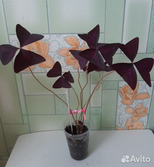 Кислица оксалис