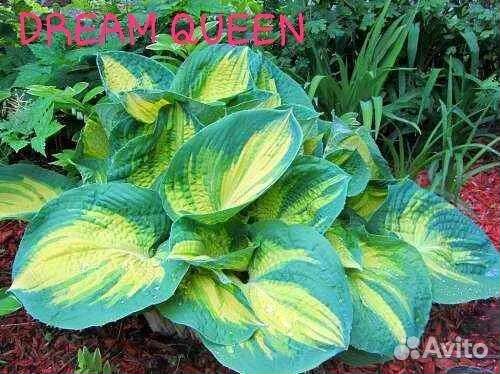 Хосты сортовые