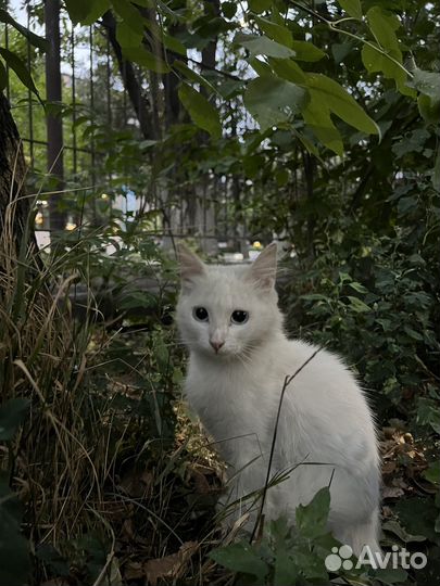 Турецкая ангора