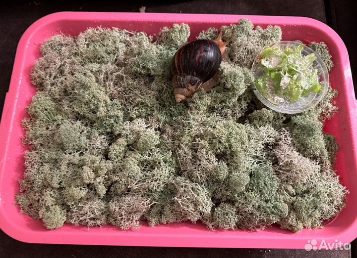 Улитка ахатина