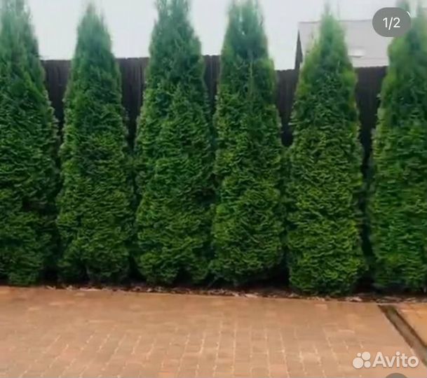 Туя смарагд Премиум -экстра качество