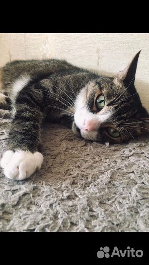 Отдам кота в добрые руки
