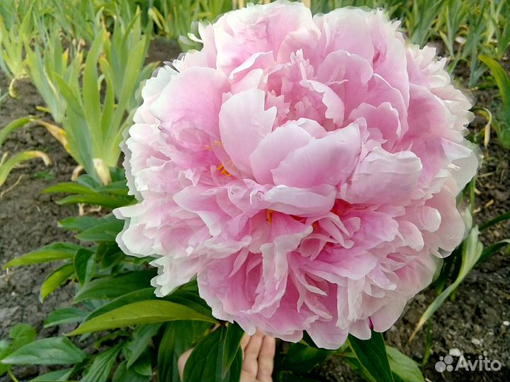 Пион Сара Бернар