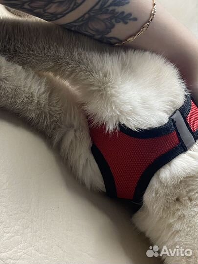 Поводок и шлейка