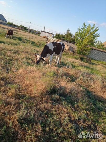 Продам Корову