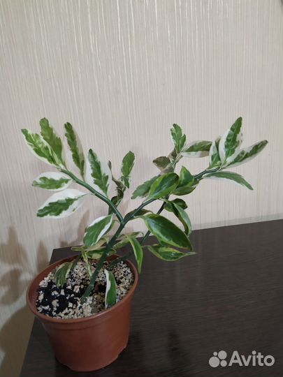Комнатные растения
