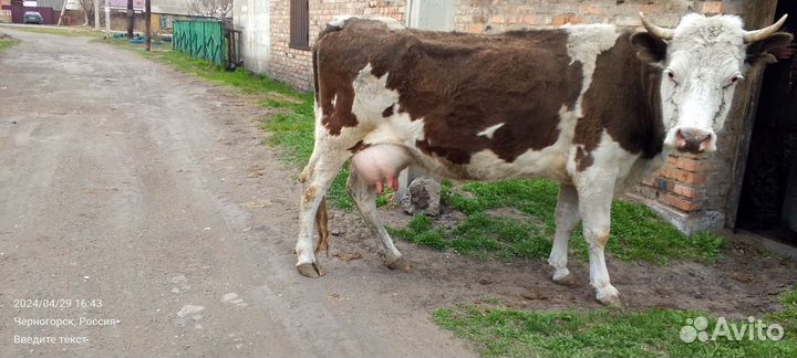 Коровы дойные, привитые