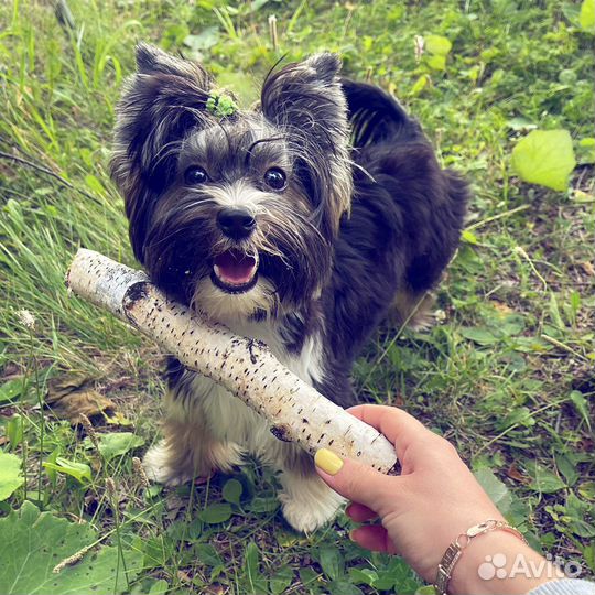 Бивер йорк вязка