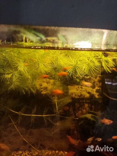 Рыбки аквариумные (пицилии)