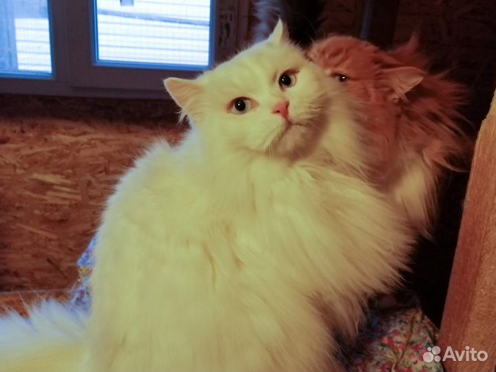 Кот Гоша очень ждет доброе и любящее сердце