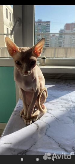 Донской сфинкс котята