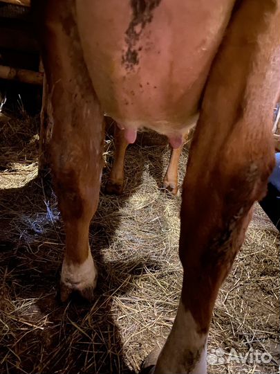 Корова дойная