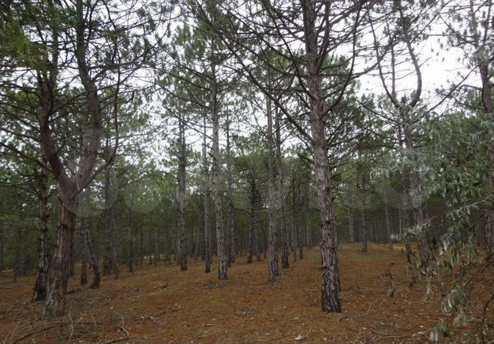 Участок 15 сот. (ИЖС)