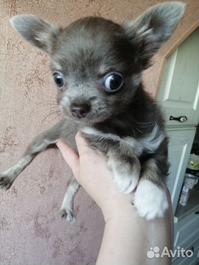 Чихуахуа мини