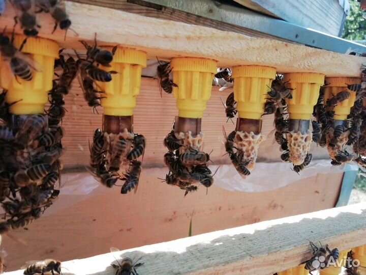 Матки плодные Бакфаст