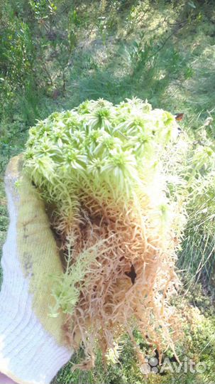 Мох Сфагнум свежий и сухой