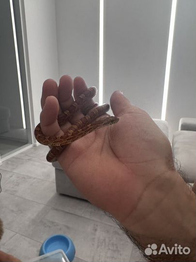 Маисовый полоз