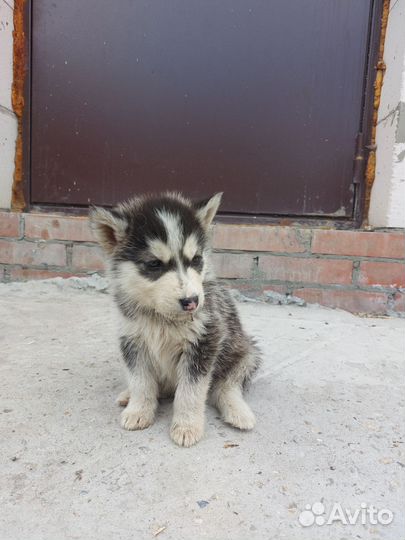 Щенки сибирской хаски