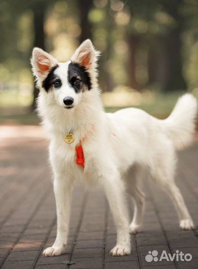 Маленькая собака в добрые руки