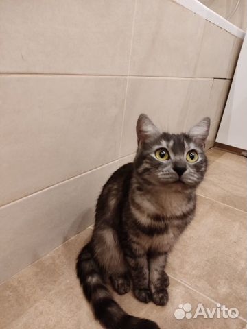 Кошечка выброшенная на лестницу