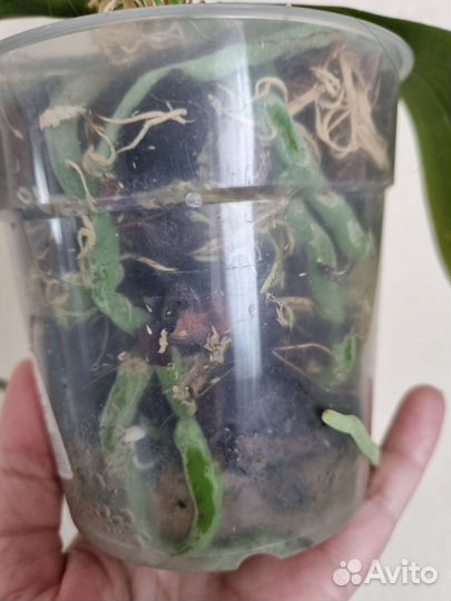 Орхидея фаленопсис