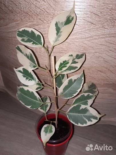 Фикус твайлайт