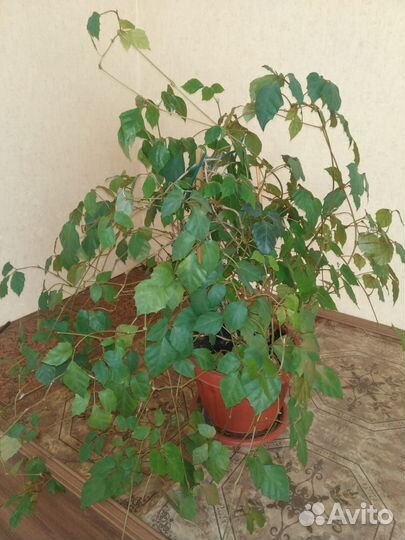 Фикус бенджамина большой