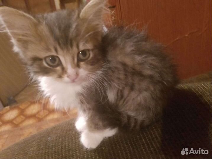 Котик бесплатно