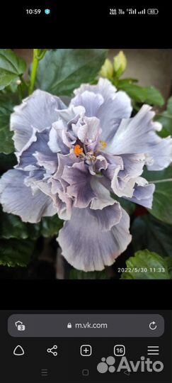 Сортовые гибискусы