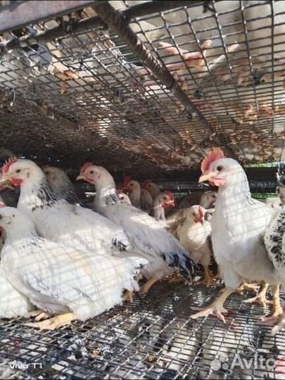 Курочки петушки