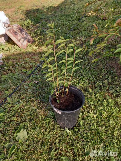 Спирея вангутта