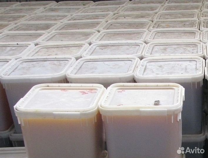 Эспарцетовый свежий мед оптом