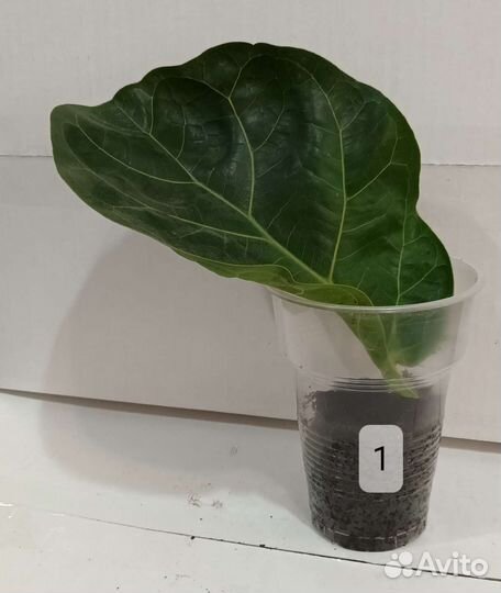 Фикус лирата бамбино укорененные черенки