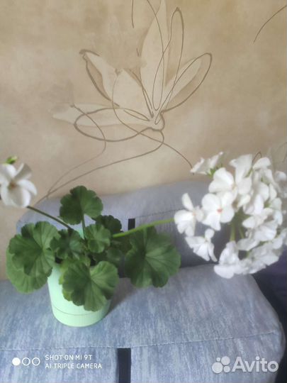 Герань пеларгония