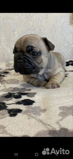 Продам французских булочек