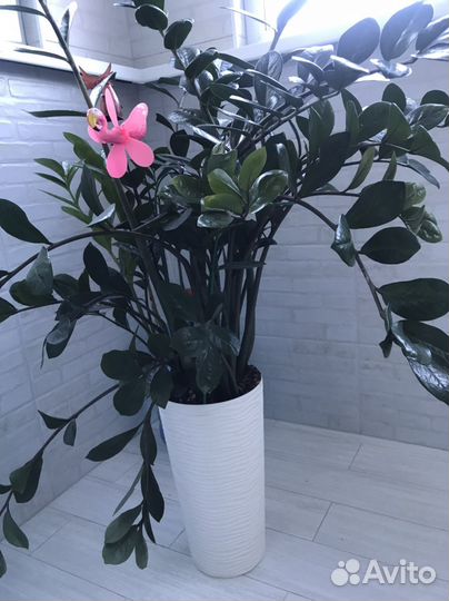 Замиокулькас