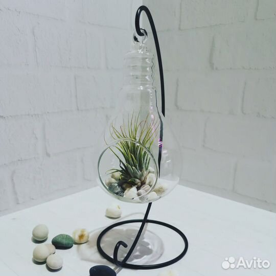 Флорариум с тилландсией